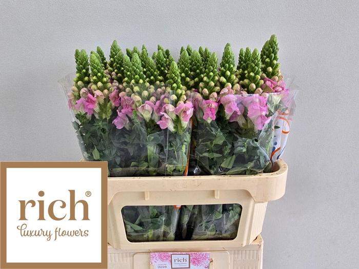 <h4>Antir Legend Li Pink</h4>