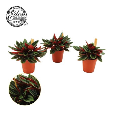 <h4>Peperomia Rosso</h4>