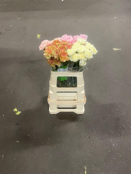 <h4>DI ST OV FUNZA</h4>