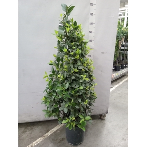 Laurus nobilis