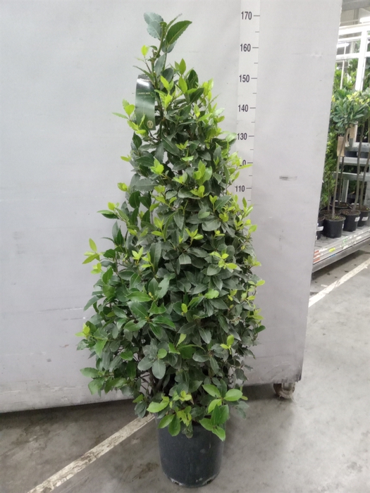 <h4>Laurus nobilis</h4>