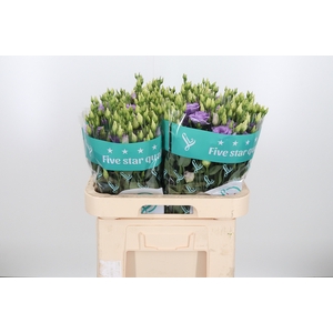 Eus G Corelli Lavend