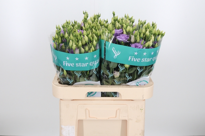 <h4>Eus G Corelli Lavend</h4>