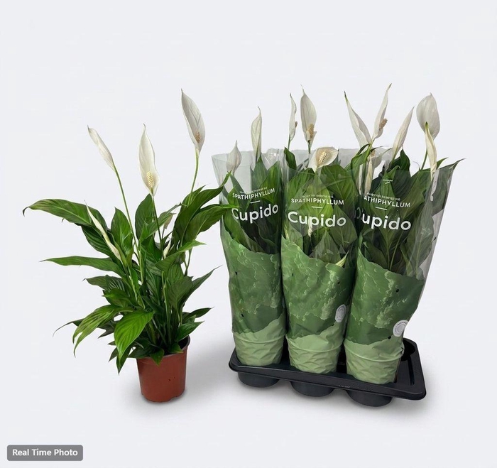 <h4>.Spathiphyllum bingo cupido</h4>