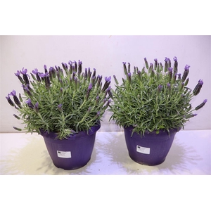 Lavandula Stoechas
