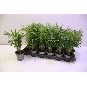 arr8 Chamaed Elegans