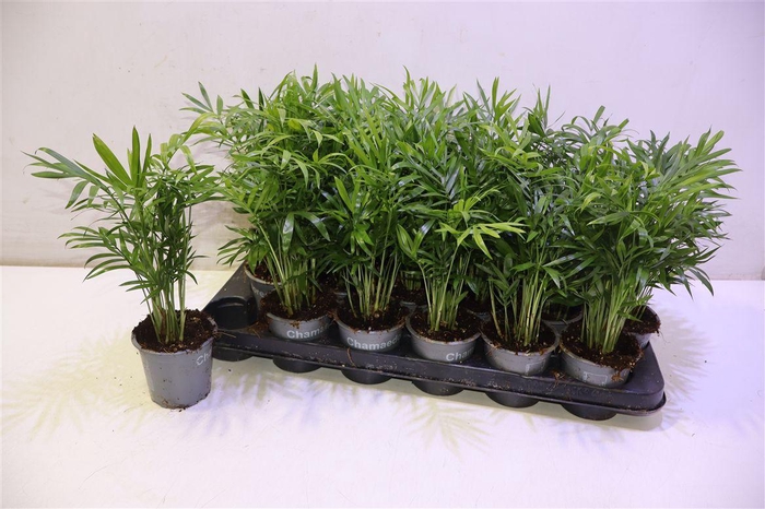 <h4>arr8 Chamaed Elegans</h4>