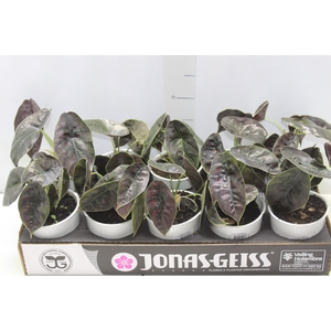 ALOCASIA AZLANII P12