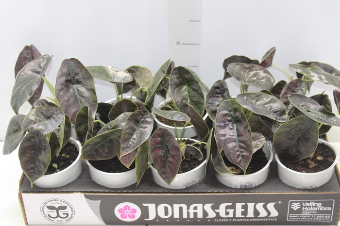 <h4>ALOCASIA AZLANII P12</h4>