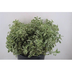 Pitto Nigra 150gr P Bunch