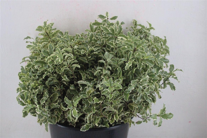 <h4>Pitto Nigra 150gr P Bunch</h4>