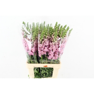 ANTIR POTOMAC LAVANDER