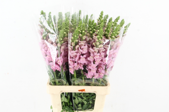 ANTIR POTOMAC LAVANDER