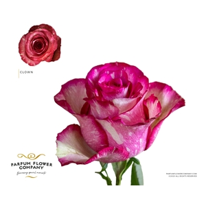 Rosa Premium Clown