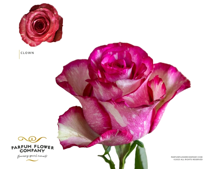 <h4>Rosa Premium Clown</h4>