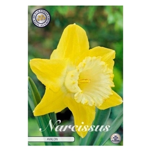 Narcissus Trumpet Avalon x5 14/16