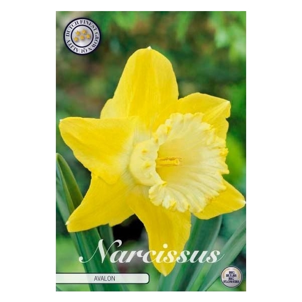 <h4>Narcissus Trumpet Avalon x5 14/16</h4>