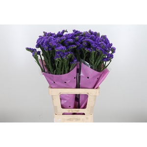 Lim S Acqua Su Birds