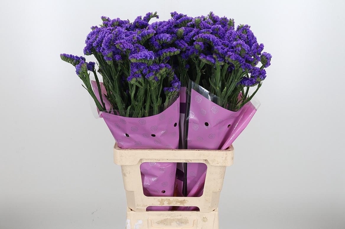 <h4>Lim S Acqua Su Birds</h4>