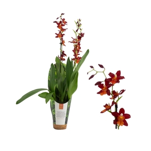Inca Cambria Fire Alarm 2 spike 9cm in luxury jungle cover