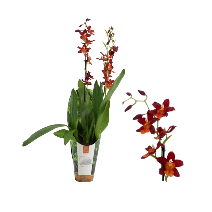 <h4>Inca Cambria Fire Alarm 2 spike 9cm in luxury jungle cover</h4>