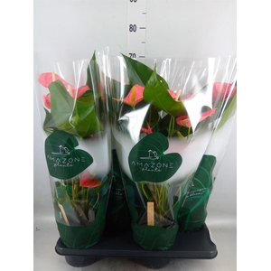 Anthurium andr. 'Colorado'