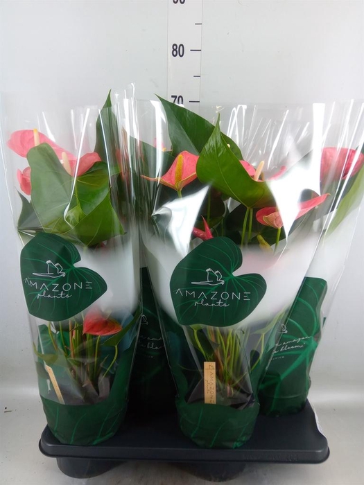 <h4>Anthurium andr. 'Colorado'</h4>