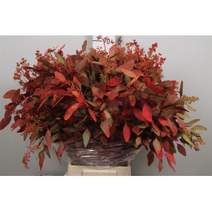 Euc Populus Bes Autumn