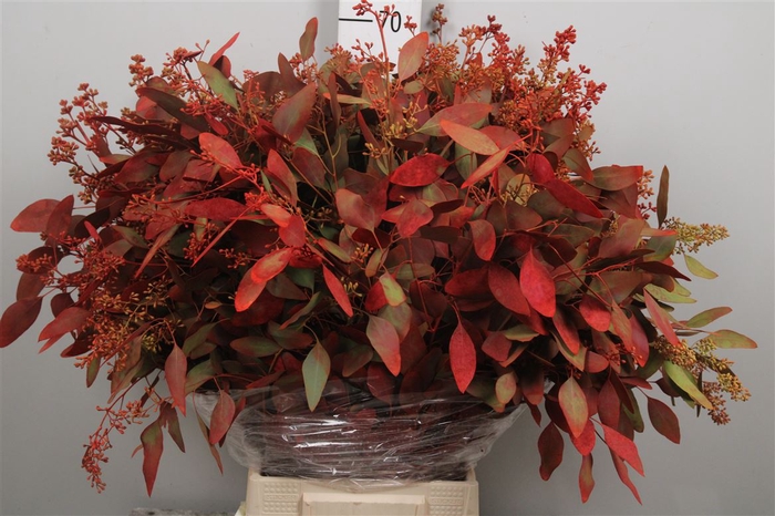 <h4>Euc Populus Bes Autumn</h4>