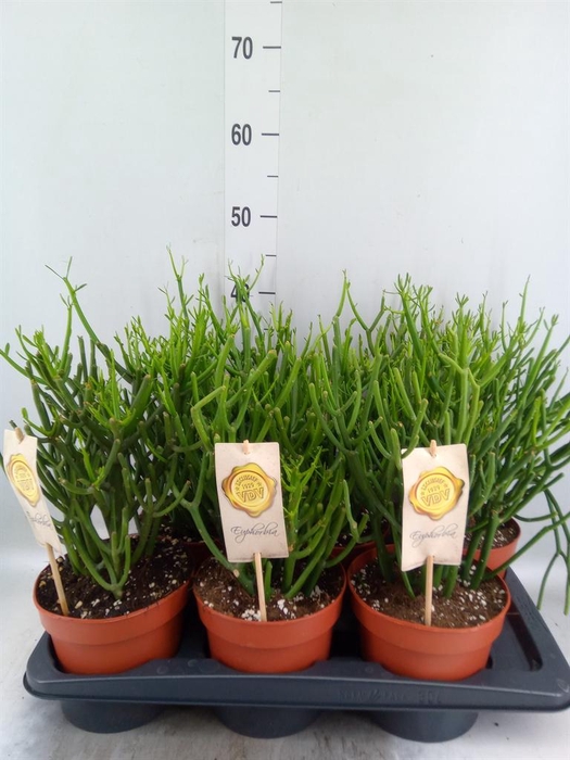 <h4>Euphorbia tirucalli</h4>