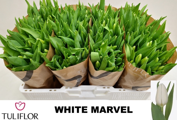 <h4>TU EN WHITE MARVEL</h4>