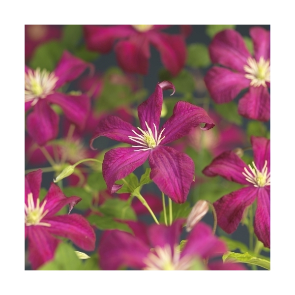 <h4>Clematis vit. 'Madame Julia Correvon' +3.0 label</h4>