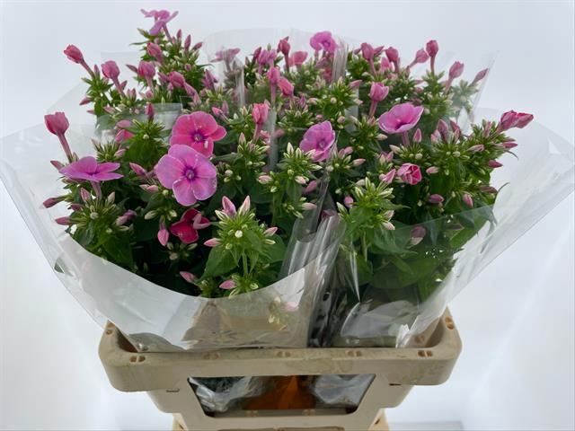 <h4>Phlox Rebel Lady Hogenboom</h4>