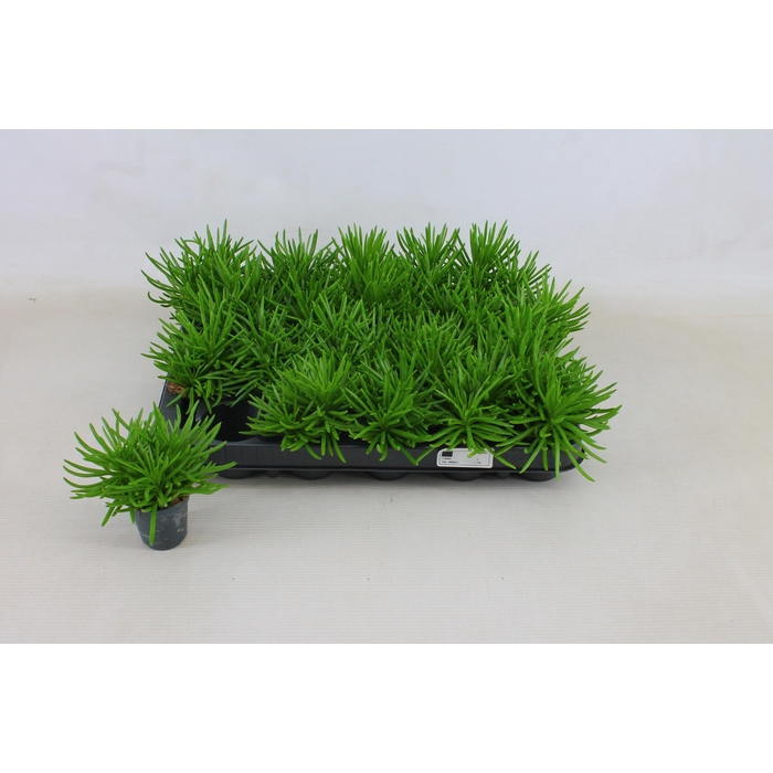 <h4>SENEC ARCH HIMALAYA</h4>