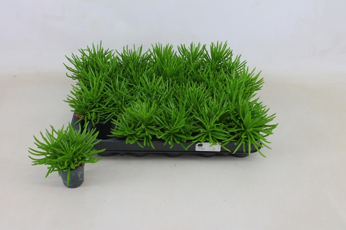 <h4>SENEC ARCH HIMALAYA</h4>