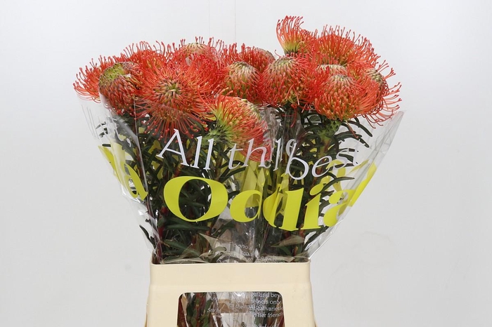 <h4>Nutans Succession</h4>