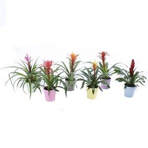 Luxe Bromelia mix in Pastel keramiek