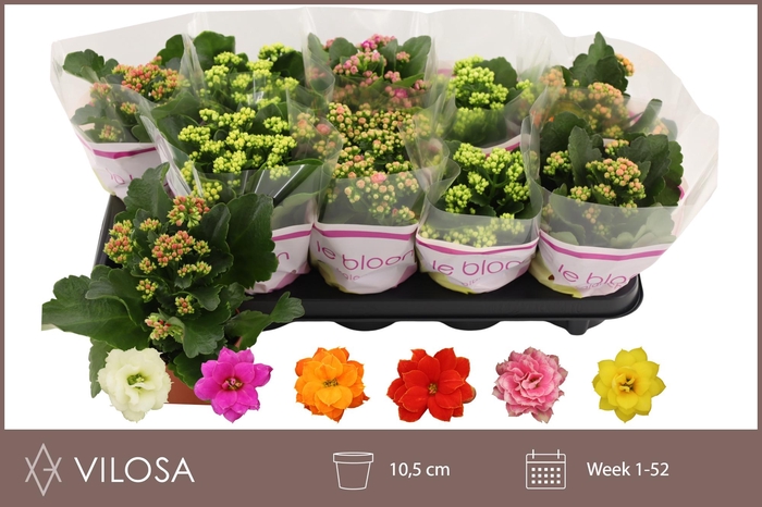 <h4>KAL GE GEM 6 KL</h4>