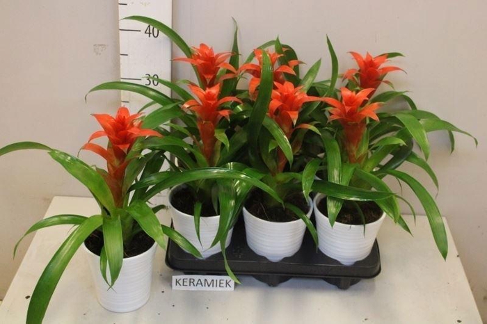 <h4>GUZM CALYPSO</h4>