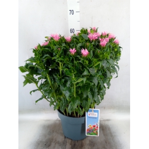 Monarda didyma