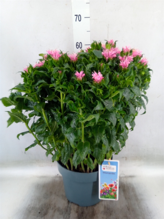 <h4>Monarda didyma</h4>