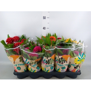 Celosia arg. CR 'Twisted'   ...mix