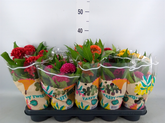 <h4>Celosia arg. CR 'Twisted'   ...mix</h4>