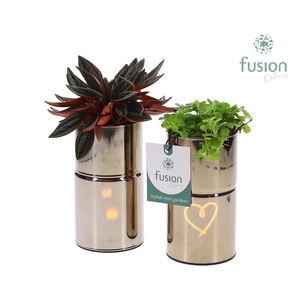 LED Glas tube planter met Groen planten