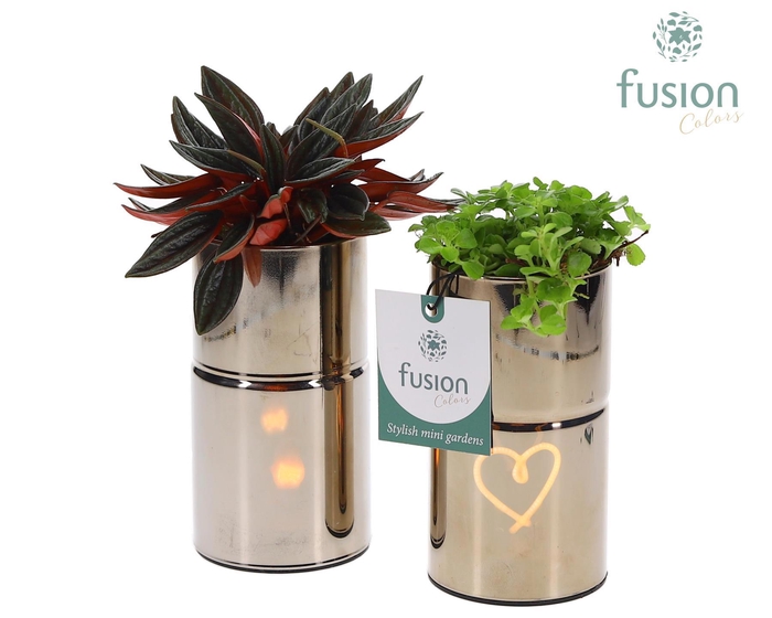 <h4>LED Glas tube planter met Groen planten</h4>