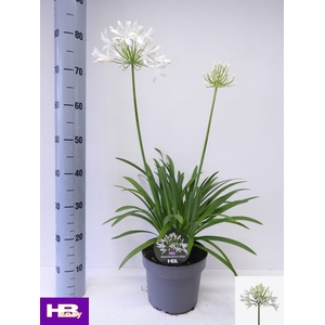 AGAPA HENRYS WHITE