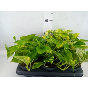 Epipremnum pinn.   ...mix