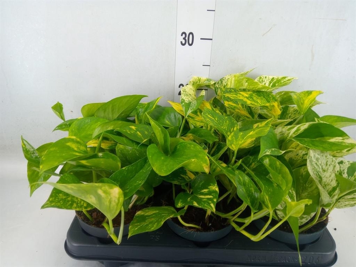 <h4>Epipremnum pinn. ...mix</h4>