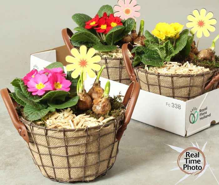 <h4>Arr Tuinplanten</h4>