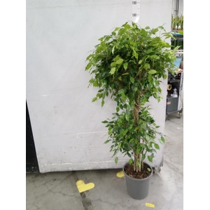 Ficus benja. 'Exotica'